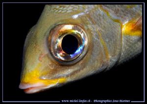 Watch out - I'm looking at you... Que du bonheur... :O)..... by Michel Lonfat 